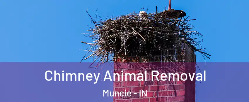  Chimney Animal Removal Muncie - IN