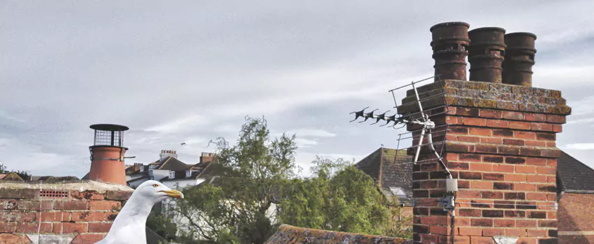Chimney Cleaning And Restoration in Muncie, Indiana